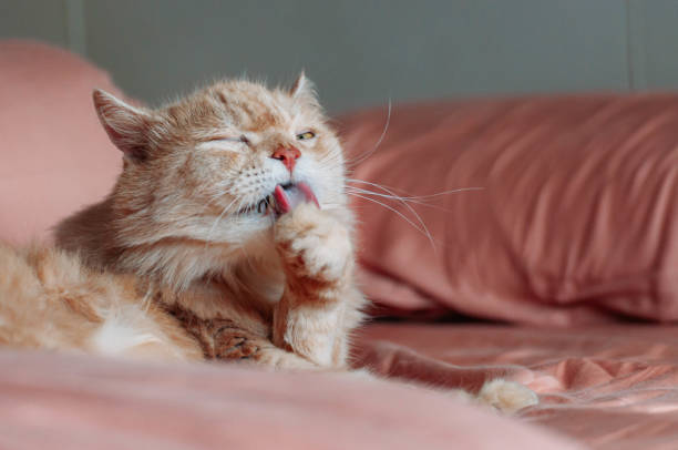 istock Persian cat clean himself with his tongue 1159332634