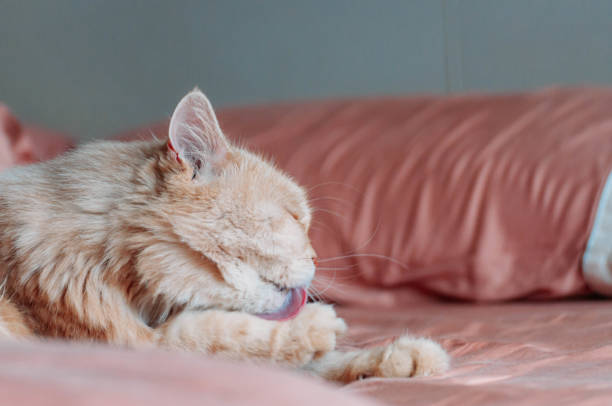 istock Persian cat clean himself with his tongue 1159332659
