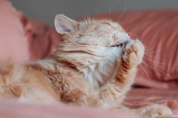 istock Persian cat clean himself with his tongue 1159332667