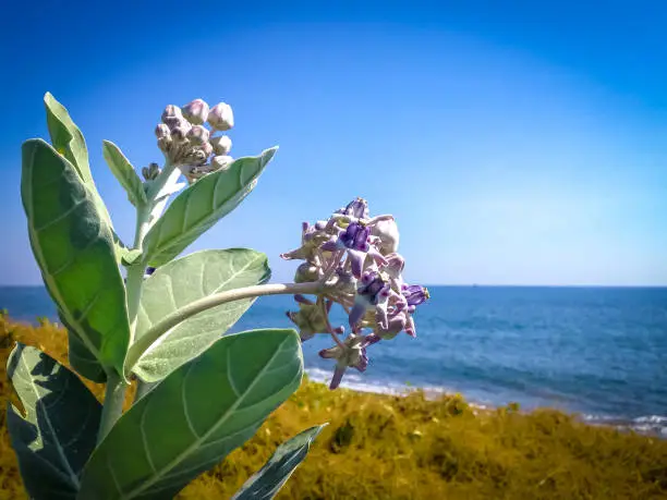 Beautiful Tropical Beach Plant Flowers Of Calotropis Gigantea Or Crown Flowers On A Sunny Day At The Village, Seririt, North Bali, Indonesia