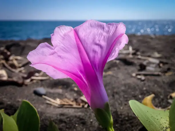 Natural Beauty Of The Flower Of Morning Glory Or Bayhops Grows On The Beach In The Dry Season On A Sunny Day