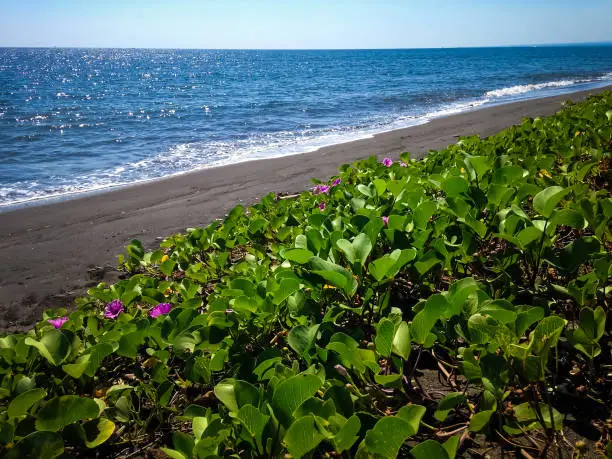 Rural Tropical Beach View With Stretch Of Morning Glory Or Bayhops Plants Grows In The Dry Season At Seririt Village, North Bali, Indonesia