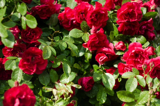istock Rose climbing in the garden. June blooming rose 1159334735