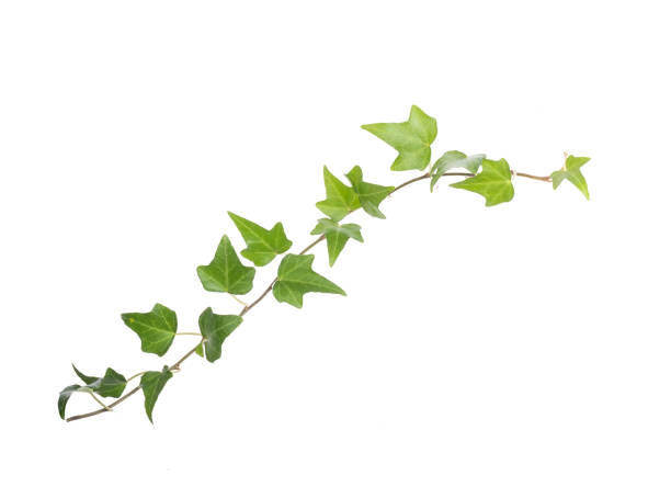 istock ivy leaves isolated on white 1159334804