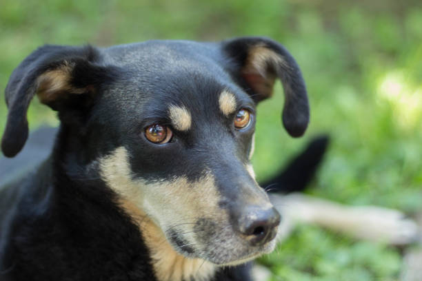 istock Portrait Of Lovely Mixed Breed Dog 1159335852