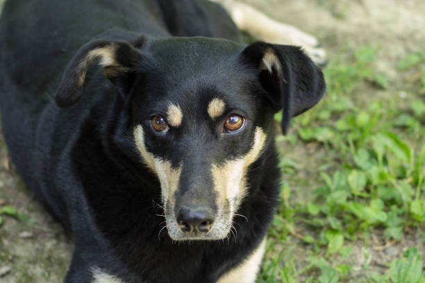 istock Portrait Of Lovely Mixed Breed Dog 1159335885