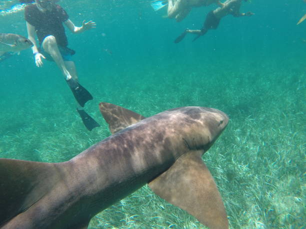 istock There's a shark in the water 1159336018