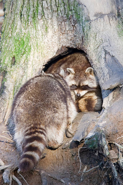 Raccoon Family Stock Photo - Download Image Now - Animal Family, Hollow, Raccoon - iStock Raccoon Family Stock Photo - Download Image Now - Animal Family, Hollow, Raccoon - iStock