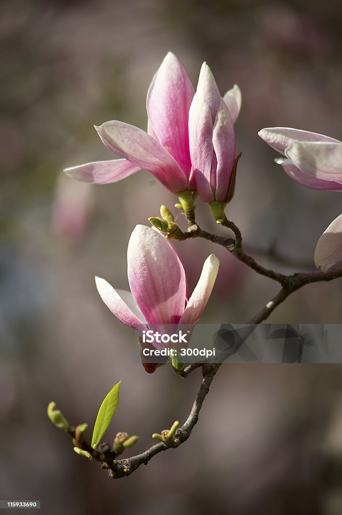 Kwiat z magnolia biały z różowym - Zbiór zdjęć royalty-free (Bez ludzi)
