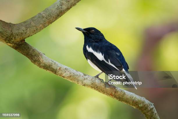 Oriental Magpierobin Copsychus Saularis Small Passerine Bird That Was Formerly Classed As A Member Of The Thrush Family Turdidae But Now Considered An Old World Flycatcher Stock Photo - Download Image Now