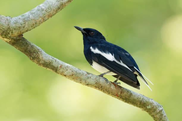 istock Oriental Magpie-Robin - Copsychus saularis small passerine bird that was formerly classed as a member of the thrush family Turdidae, but now considered an Old World flycatcher 1159337132