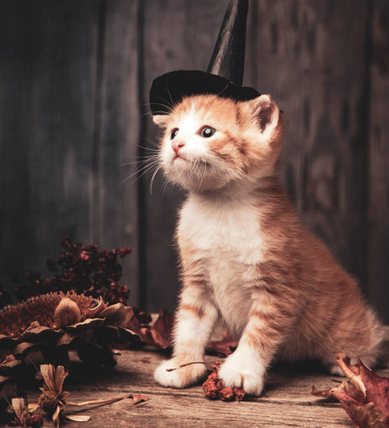 istock halloween pumpkin jack-o-lantern and ginger kitten on black wood background 1159337915