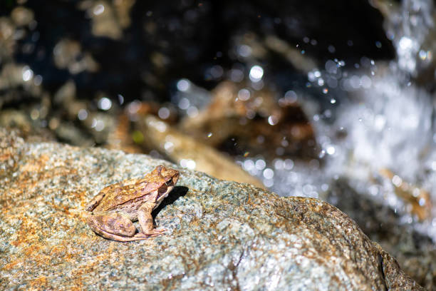 istock A frog near a mountain stream is about to jump 1159338099