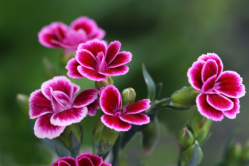 Of the carnations, there are more than 250 different wild species, they come in various colors and large of the flowers. All carnations belong to the Caryophyllaceae family