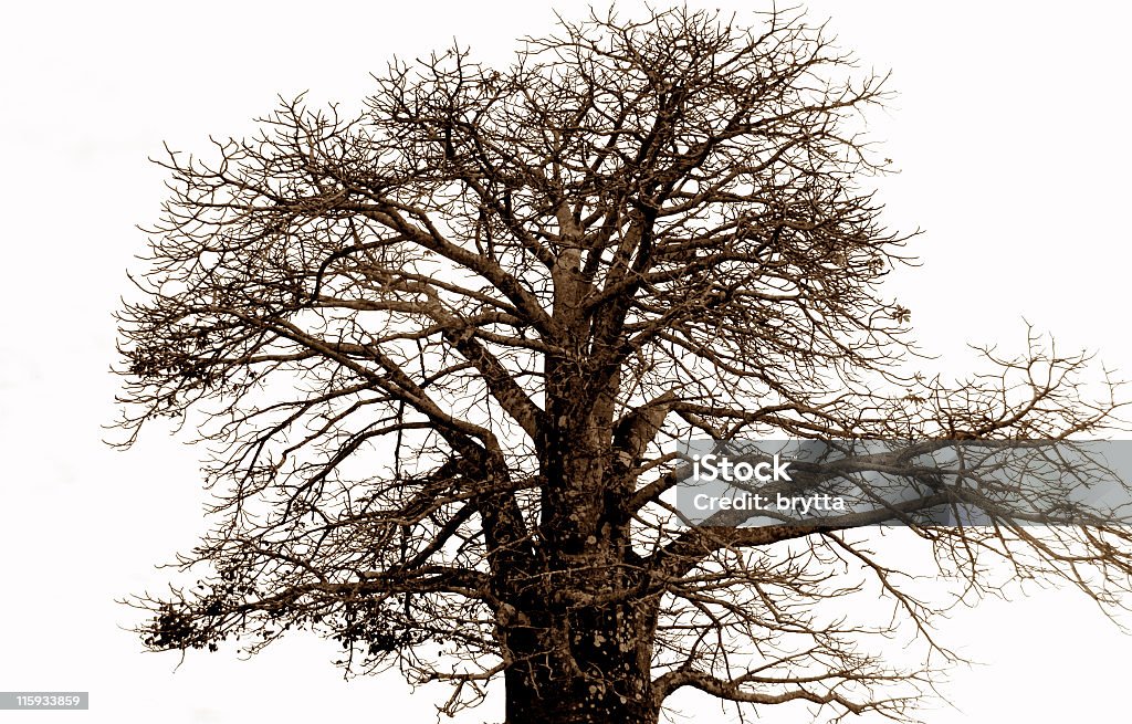 Baobab - Стоковые фото Баобаб роялти-фри