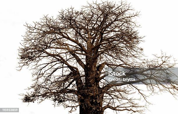 Baobab — стоковые фотографии и другие картинки Баобаб - Баобаб, Изолированный предмет, Дерево