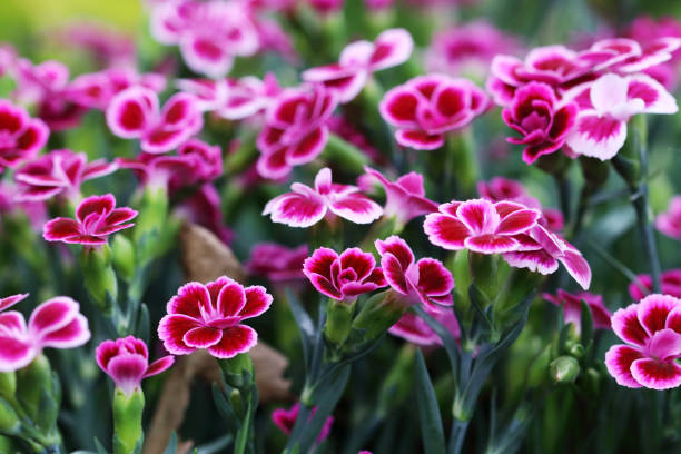istock Hardy carnation - Pink Kisses 1159339056
