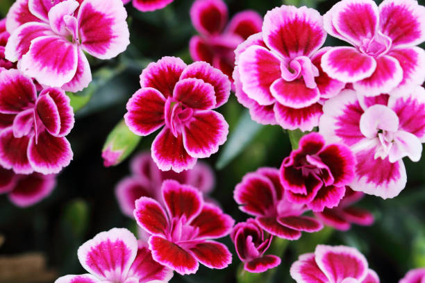 istock The Dianthus 'Pink Kisses' is a low-carnation carnation 1159339082