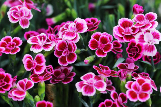 dianthus pink kisses hat bezaubernden nelkenduft und schöne farbblumen - caryophyllaceae stock-fotos und bilder