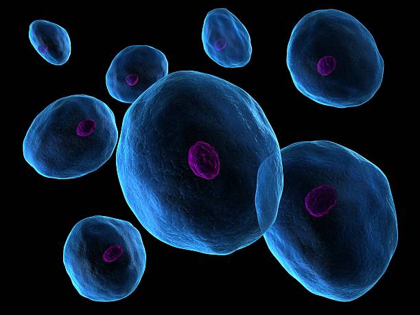 клетка - cytoblast стоковые фото и изображения