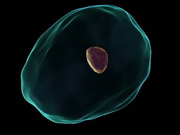 셀 - cytoblast 뉴스 사진 이미지