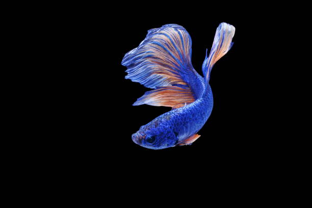 istock Siamese fighting fish, Betta splendens, colorful fish on a black background, Halfmoon Betta. 1159339894