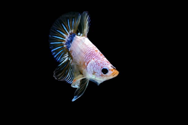 istock Siamese fighting fish, Betta splendens, colorful fish on a black background, Halfmoon Betta. 1159339911