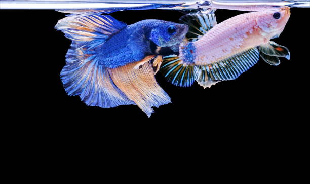 istock Siamese fighting fish, Betta splendens, colorful fish on a black background, Halfmoon Betta. 1159339912
