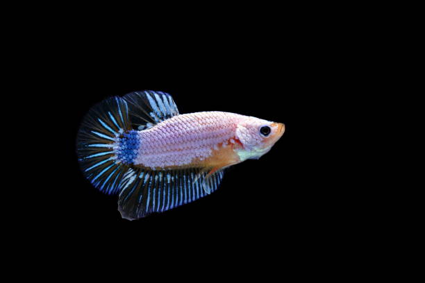 istock Siamese fighting fish, Betta splendens, colorful fish on a black background, Halfmoon Betta. 1159340478