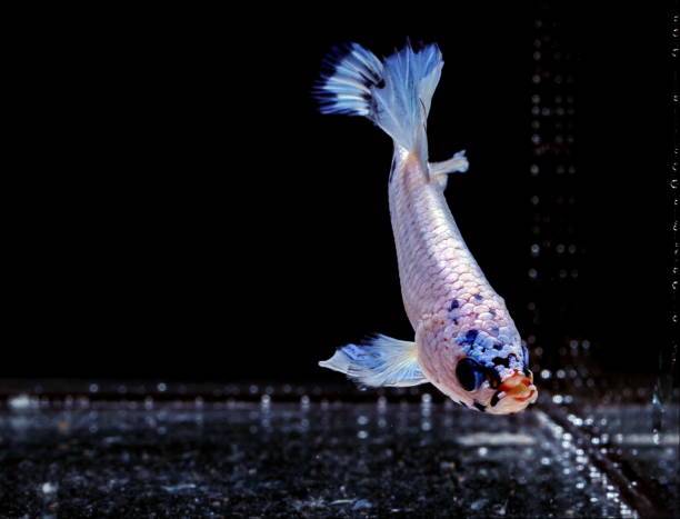 istock Siamese fighting fish, Betta splendens, colorful fish on a black background, Halfmoon Betta. 1159340498