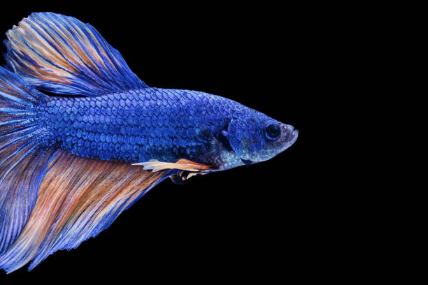 Siamese fighting fish, Betta splendens, colorful fish on a black background, Halfmoon Betta. Beautiful style of betta fish, Siamese fighting fish, betta splendens (Halfmoon betta), isolated on a black background. white halfmoon betta splendens fish stock pictures, royalty-free photos & images