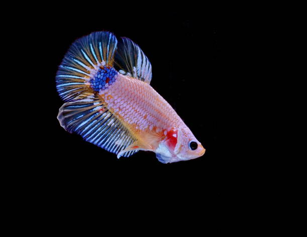 istock Siamese fighting fish, Betta splendens, colorful fish on a black background, Halfmoon Betta. 1159340510