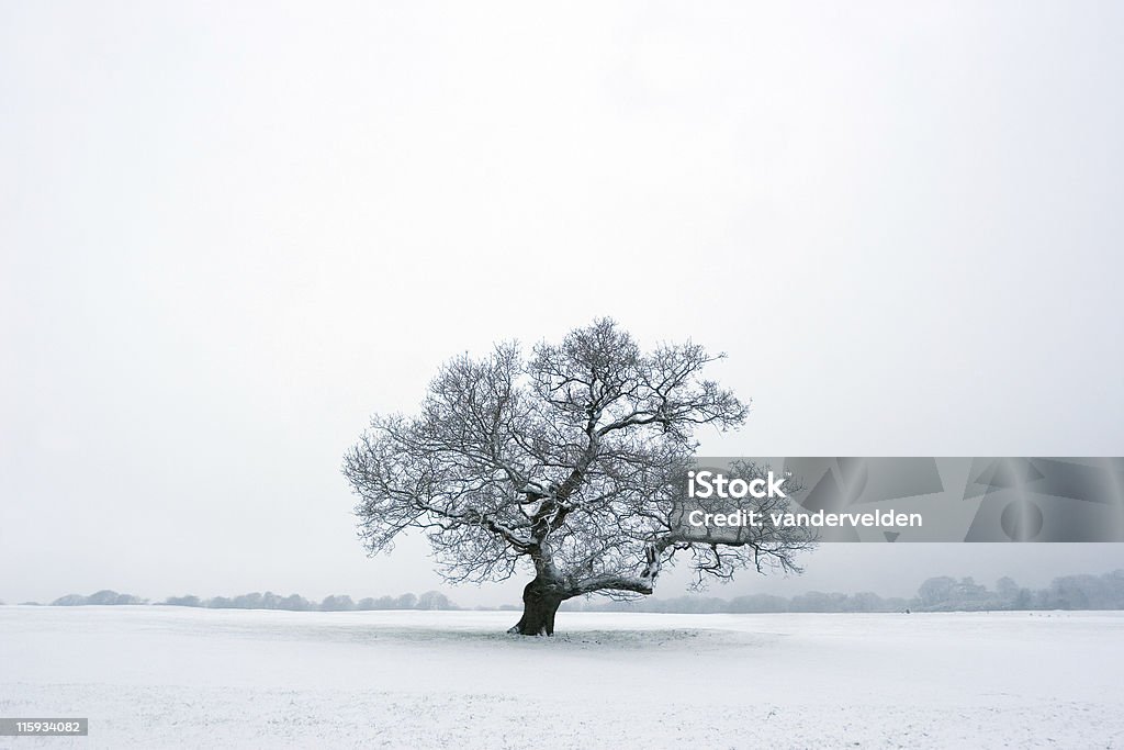 Árbol solitario en la nieve de invierno - Foto de stock de Roble - Árbol libre de derechos