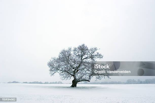 Árbol Solitario En La Nieve De Invierno Foto de stock y más banco de imágenes de Roble - Árbol - Roble - Árbol, Aire libre, Aislado