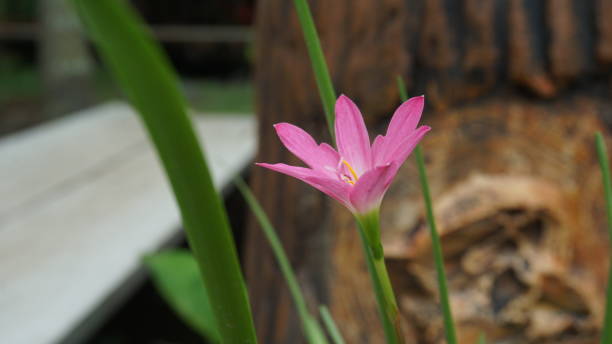 istock Close up pink flower in garden 1159341110