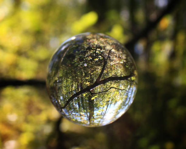 Reflection of trees through a transparent glass ball. A greener future.