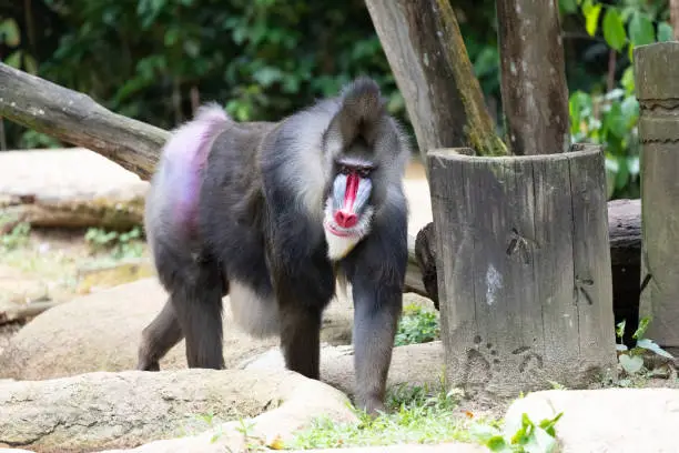 Mandrill is a primate of the Old World monkey family.
