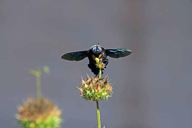istock big black bee - Xylocopa californica 1159342291