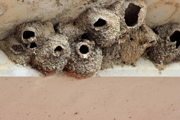 istock Cliff swallow nests made of mud 1159342674