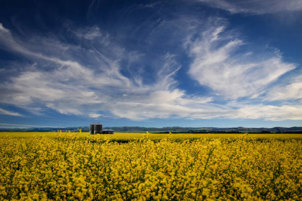 istock Grain silos in a bright yellow canola field 1159343194