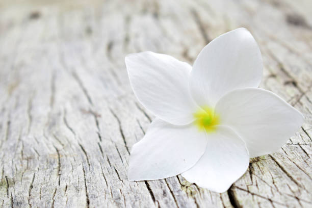White flowers on old wooden panels