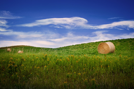Round bails of hay in a farmers field