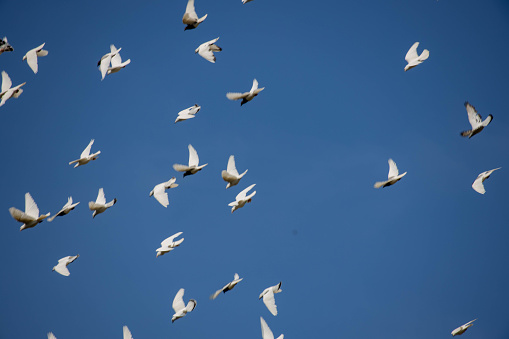 a flock of white flying pigeons flying against a beautiful summer blue sky with white clouds