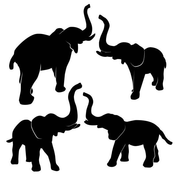 illustrations, cliparts, dessins animés et icônes de vecteur simple, 4 perspective différente, silhouette de l'éléphant, d'isolement sur le blanc - trumpeting