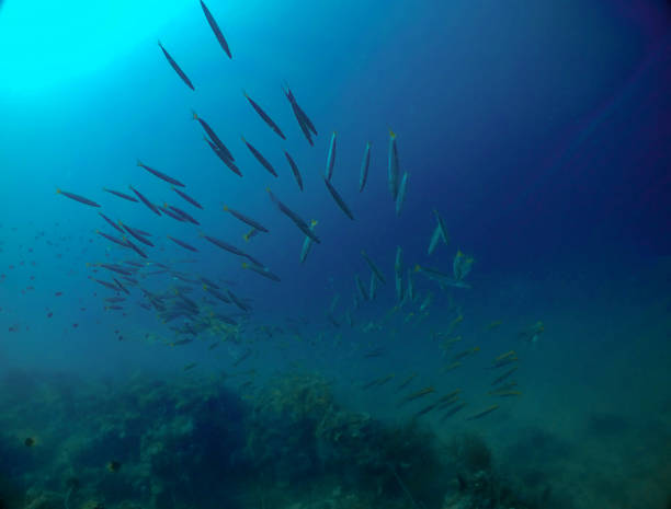 istock A school of Yellowtail Barracuda (Sphyraena flavicauda) 1159344903