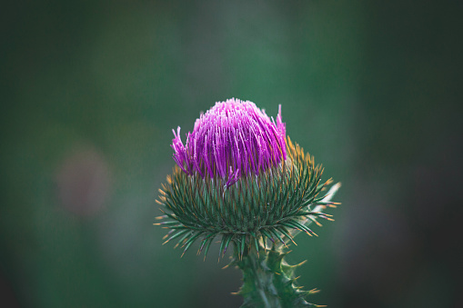 Milk thistle herb before blooming. Close up.
