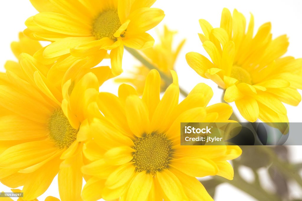 Daisies Close-Up - Foto stock royalty-free di Bouquet