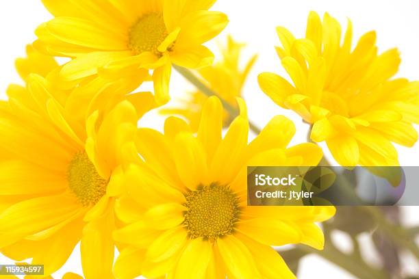 Daisies Closeup - Fotografie stock e altre immagini di Bouquet - Bouquet, Close-up, Composizione orizzontale