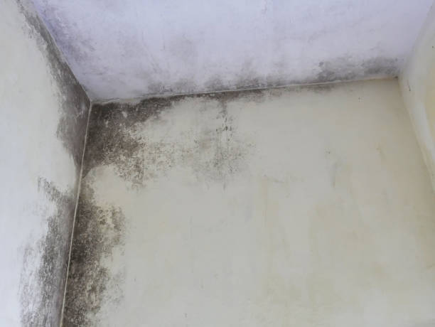 istock the room roof is leaking. Mold on the ceiling 1159346944