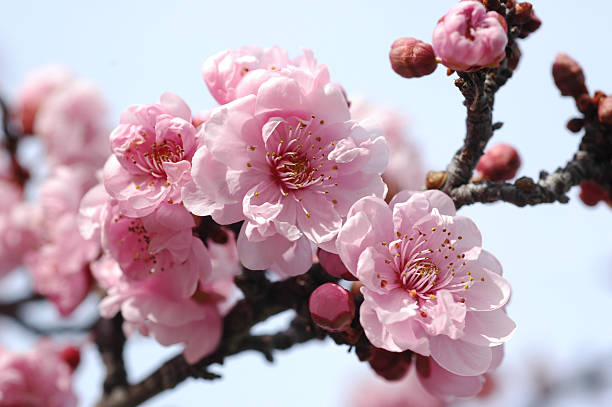 double pink plum blossoms, Prunus cerasifera stock photo